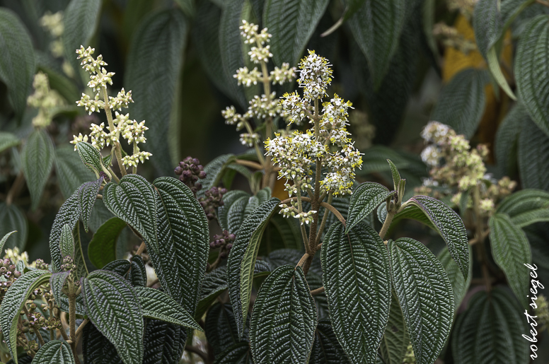 quito botanical garden